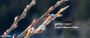 Attēlu rezultāti vaicājumam “Salix caprea bud”