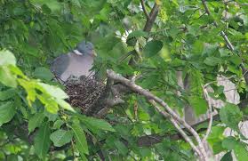 Attēlu rezultāti vaicājumam “Columba palumbus adult”