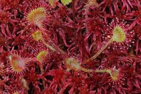 Attēlu rezultāti vaicājumam “Drosera rotundifolia”
