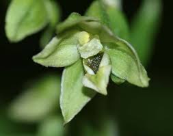 Attēlu rezultāti vaicājumam “Epipactis helleborine flower”