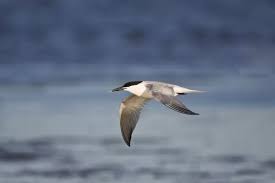 Attēlu rezultāti vaicājumam “Sterna sandvicensis”