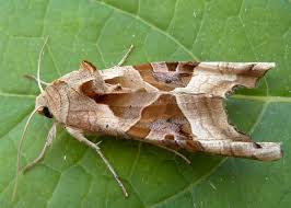 Attēlu rezultāti vaicājumam “Phlogophora meticulosa”