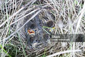 Attēlu rezultāti vaicājumam “Emberiza schoeniclus nest”