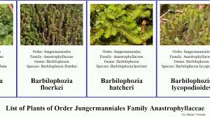 Attēlu rezultāti vaicājumam “Barbilophozia attenuata”