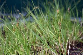Attēlu rezultāti vaicājumam “Carex chordorrhiza fruit”