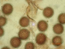 Attēlu rezultāti vaicājumam “Lamproderma puncticulatum macro”