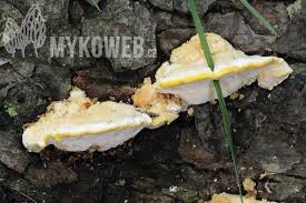 Attēlu rezultāti vaicājumam “Antrodiella serpula”