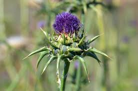 Image result for Silybum marianum