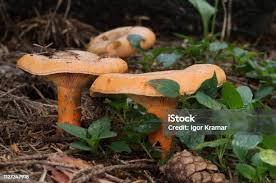 Attēlu rezultāti vaicājumam “Lactarius deterrimus”