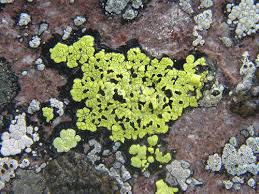 Attēlu rezultāti vaicājumam “Rhizocarpon geographicum”