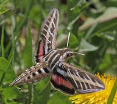Image result for hawk moth