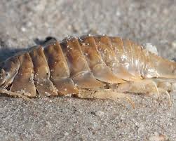 Attēlu rezultāti vaicājumam “Saduria entomon”