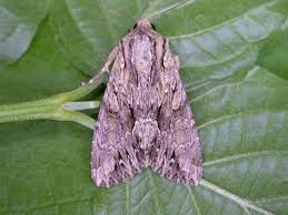 Attēlu rezultāti vaicājumam “Apamea monoglypha”