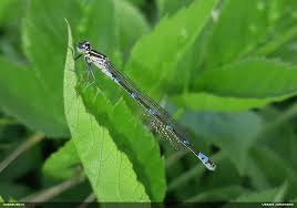 Attēlu rezultāti vaicājumam “Lycogala cf. oleocrystalliferum”