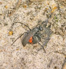 Attēlu rezultāti vaicājumam “Anoplius viaticus”