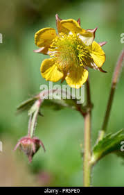 Attēlu rezultāti vaicājumam “Geum x intermedium flower”