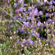 Attēlu rezultāti vaicājumam “Briza media flower”