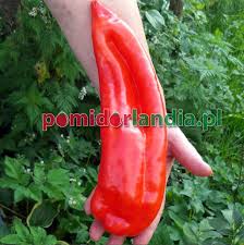 Afbeeldingsresultaat voor aconcagua sweet pepper