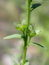 Attēlu rezultāti vaicājumam “Veronica serpyllifolia leaf”