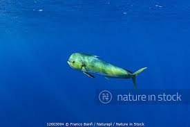 Image result for Coryphaena hippurus