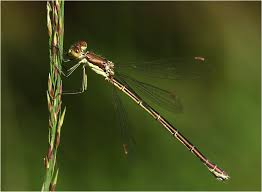Attēlu rezultāti vaicājumam “Lestes virens female”