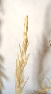 Attēlu rezultāti vaicājumam “Calliergon cordifolium”