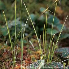 Attēlu rezultāti vaicājumam “Carex pauciflora”