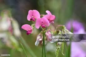 Attēlu rezultāti vaicājumam “Pisum sativum flower”