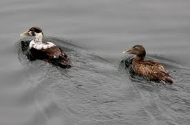 Attēlu rezultāti vaicājumam “Somateria mollissima juvenile”