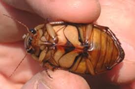 Attēlu rezultāti vaicājumam “Dytiscus marginalis”