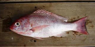 Image result for Lutjanus colorado