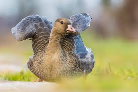 Attēlu rezultāti vaicājumam “Anser albifrons”