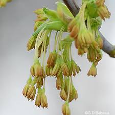 Attēlu rezultāti vaicājumam “Acer negundo female flower”
