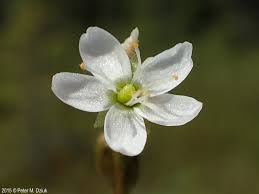 Attēlu rezultāti vaicājumam “Drosera anglica fruit”