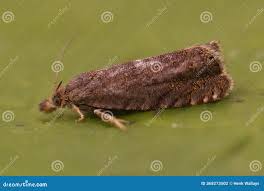 Attēlu rezultāti vaicājumam “Dichrorampha simpliciana”