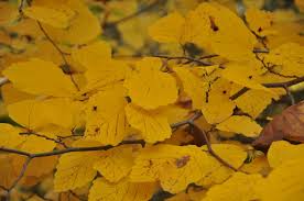 Attēlu rezultāti vaicājumam “Hamamelis virginiana leaf”