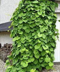 Attēlu rezultāti vaicājumam “Aristolochia durior”