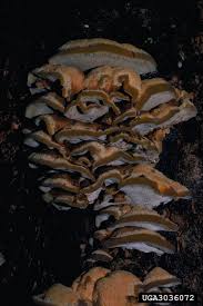 Attēlu rezultāti vaicājumam “Inonotus radiatus”