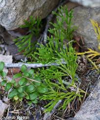 Attēlu rezultāti vaicājumam “Diphasium complanatum”