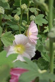 Attēlu rezultāti vaicājumam “Alcea rosea leaf”