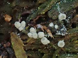 Attēlu rezultāti vaicājumam “Arcyria cinerea stalked”