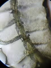 Attēlu rezultāti vaicājumam “Geocalyx graveolens”