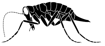 Attēlu rezultāti vaicājumam “Boreus”