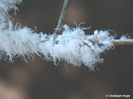 Attēlu rezultāti vaicājumam “Prociphilus xylostei”