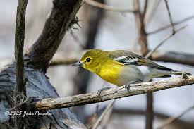 Image result for Vireo flavifrons