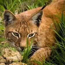 Image result for Lancashire Lynx