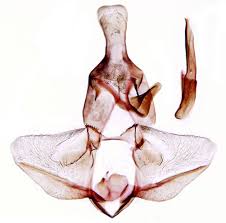 Attēlu rezultāti vaicājumam “Lozotaenia forsterana”