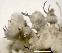 Attēlu rezultāti vaicājumam “Physcia adscendens”