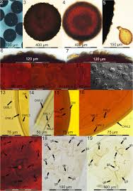 Attēlu rezultāti vaicājumam “Reticularia jurana spores”