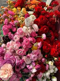 Attēlu rezultāti vaicājumam “Ranunculus mendax flower”